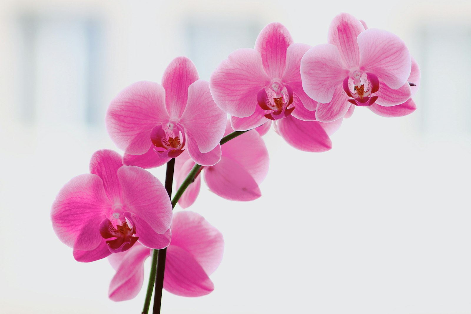 A folded guest towel, a dispenser and a fresh orchid on a counter